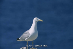 Gaviota-Patiamarilla_1