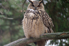 Eurasian Eagle Owl