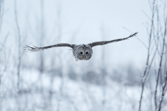 Ural Owl