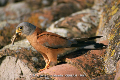 Cernícalo-Primilla-2