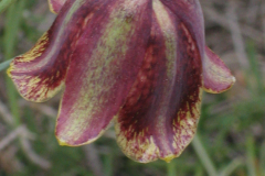 Fritillaria-lusitanica