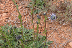 Globularia-vulgaris