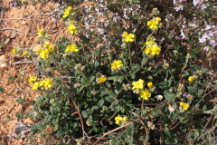 Helianthemum-cinereum