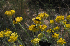 Helychrysum-stoechas