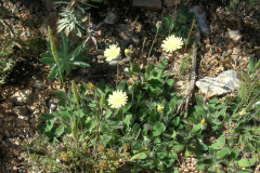 Hieracium-pilosella