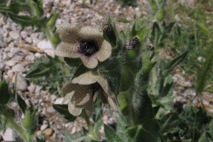 Hyosciamus-niger-1