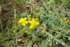 Hypericum-tomentosum