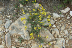 Hyppocrepis-commutata