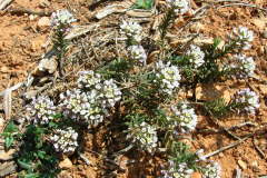 Iberis-saxatilis