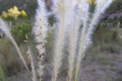 Imperata-cylindrica-2