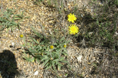 Inula-montana-1