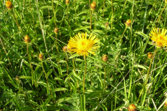 Inula-salicina