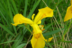 Iris-pseudacorus