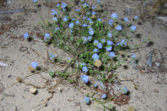 Jasione-bracteosa