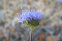 Jasione-montana