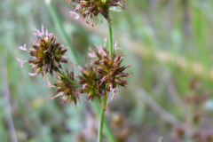 Juncus-conglomeratus