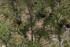 Juniperus-oxycedrus