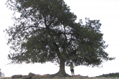 Juniperus-thurifera-de-Enguidanos