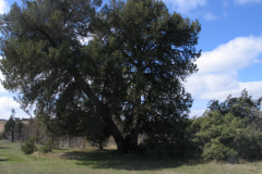 Juniperus-thurifera-de-Las-Masegosas