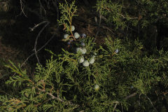 Juniperus-thurifera