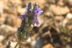 Lavandula-latifolia