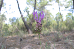 Lavandula-pedunculata