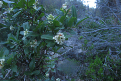 Ligustrum-vulgare