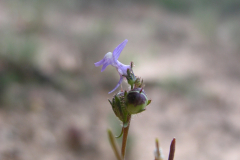 Linaria-arvensis