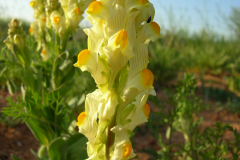 Linaria-hirta