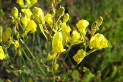 Linaria-spartea