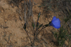 Linum-narbonense-1