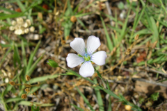 Linum-narbonense-2