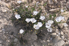 Linum-salsoloides-1