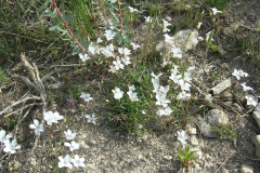 Linum-salsoloides-2