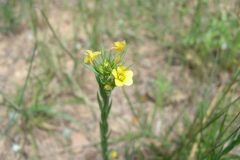 Linum-strictum