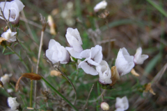 Linum-suffruticosum