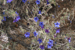 Lithodora-fruticosa