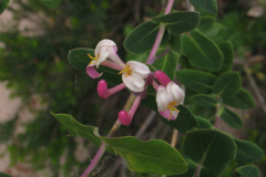 Lonicera-implexa-1