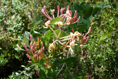 Lonicera-implexa-2