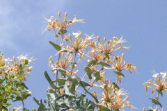 Lonicera-splendida