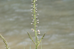 Lysimachia-ephemerum