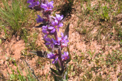 Lythrum-salicaria