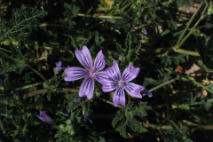 Malva-sylvestris