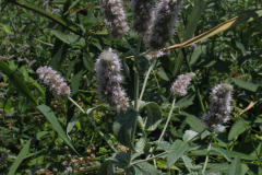 Mentha-suaveolens