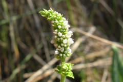 Mentha-suaveolens1