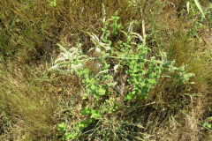 Mentha-suaveolens2