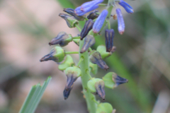 Muscari-comosum