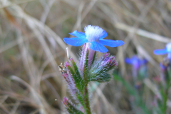 Myosotis-ramosissima