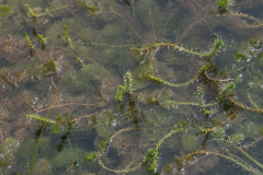 Myriophyllum-verticillatum