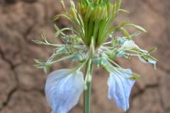 Nigella-gallica-2